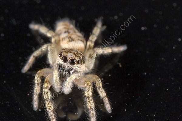 jumping spider